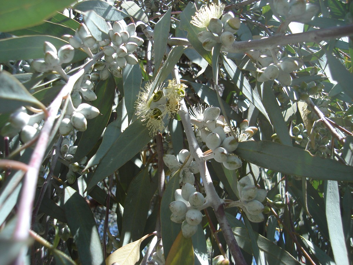 Eucalyptus campaspe buds